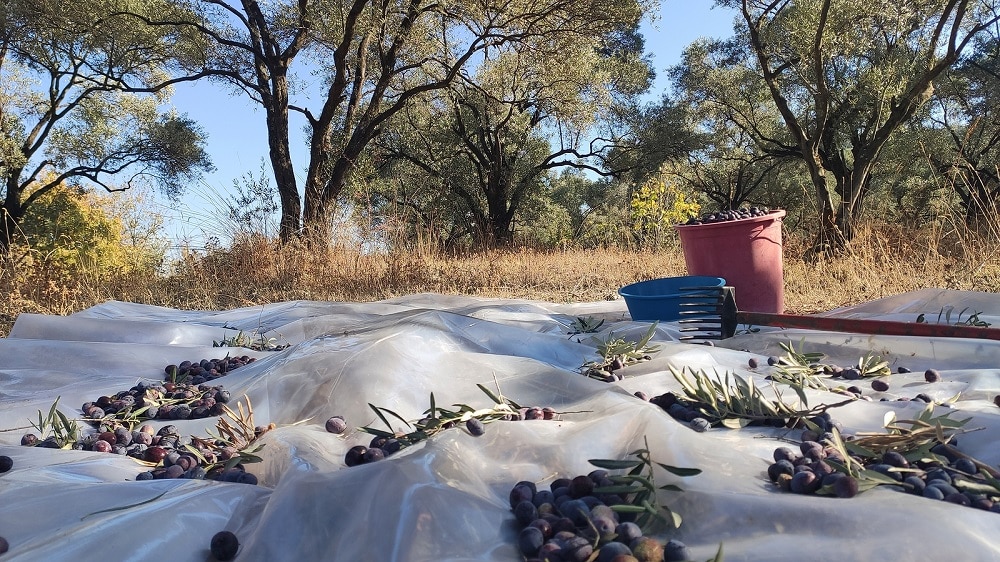 harvest from olive groves