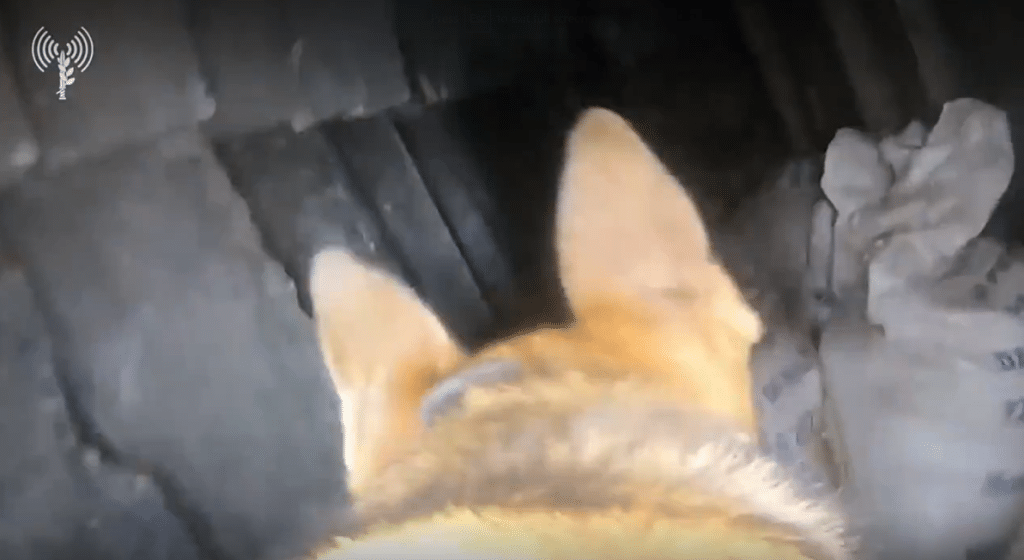 dog sent to explore an underground Hamas tunnel