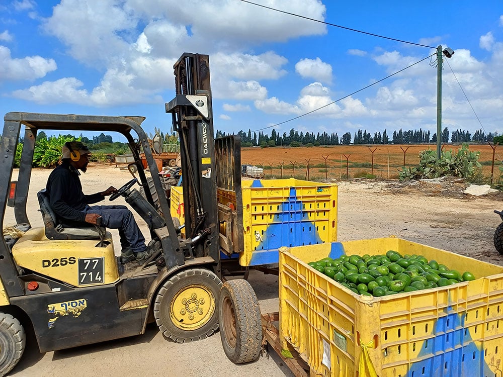 מלגזה מרימה ארגזי אבוקדו