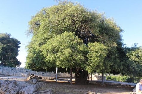 The lonely oak in Gush Etzion