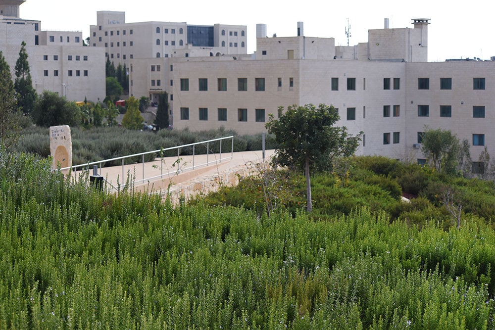 קמפוס האוניברסיטה וסביבו מדשאות