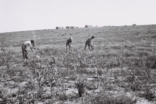 עבודת חקלאות בשדות מושב תקומה – אחד מ-11 היישובים שהוקמו. יולי, 1947. צילום: זולטן קלוגר, לע"מ